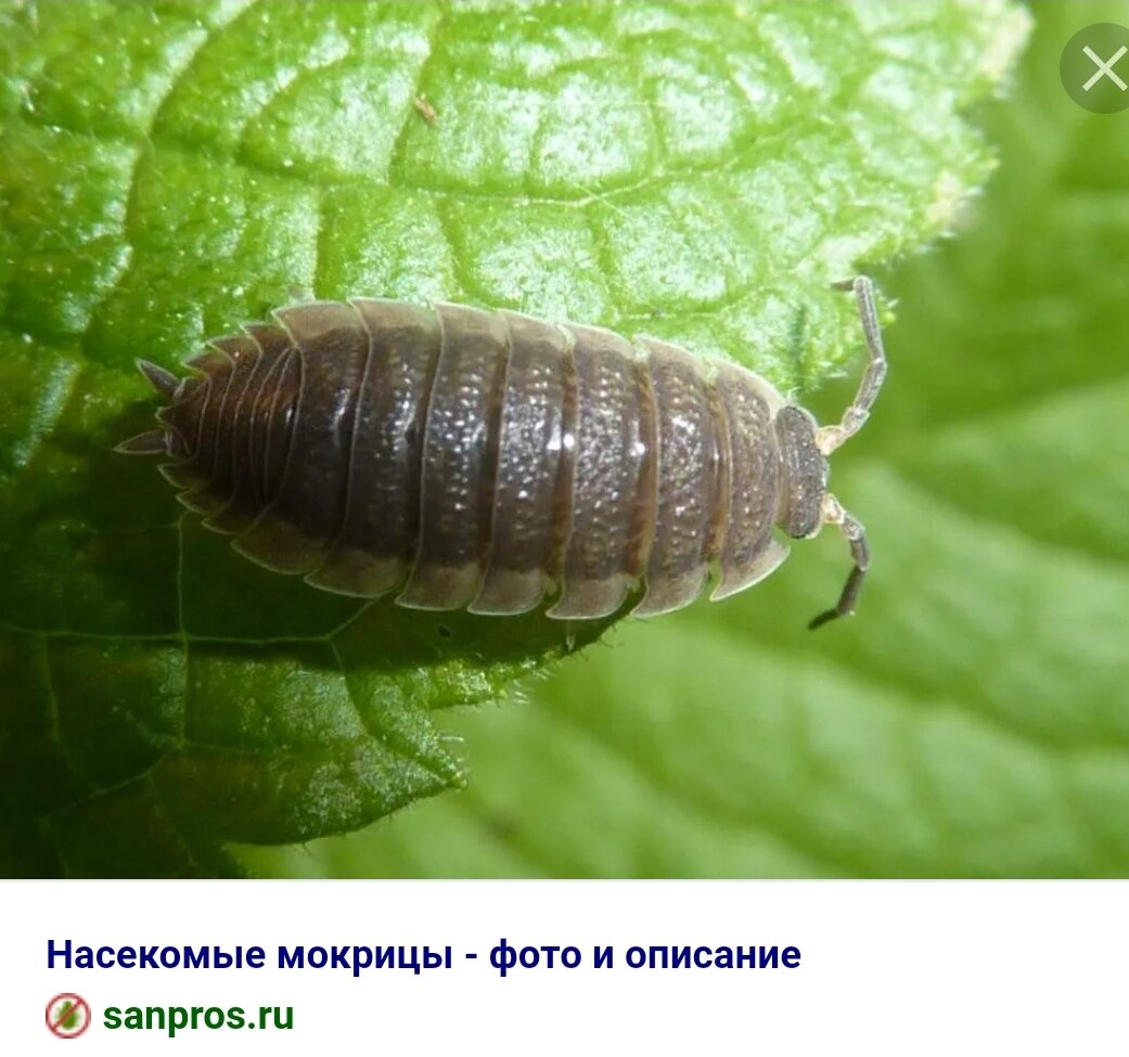 Обыкновенная чешуйница мокрица. Личинка мокрицы. Мокрица жук. Мокрица крымская. Мокрица жук.