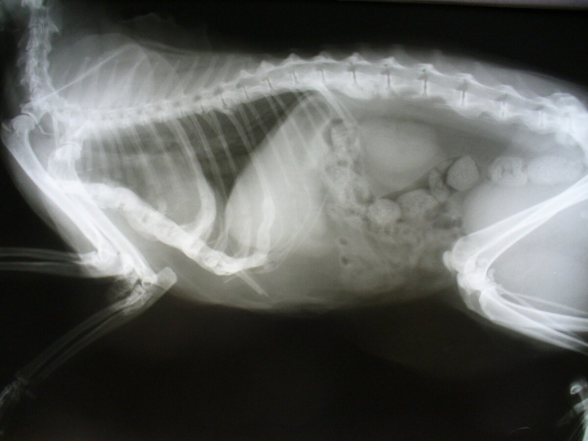 Рентгено мочевого пузыря кота