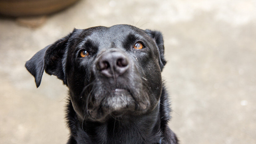   Gettyimages.ru cram12123