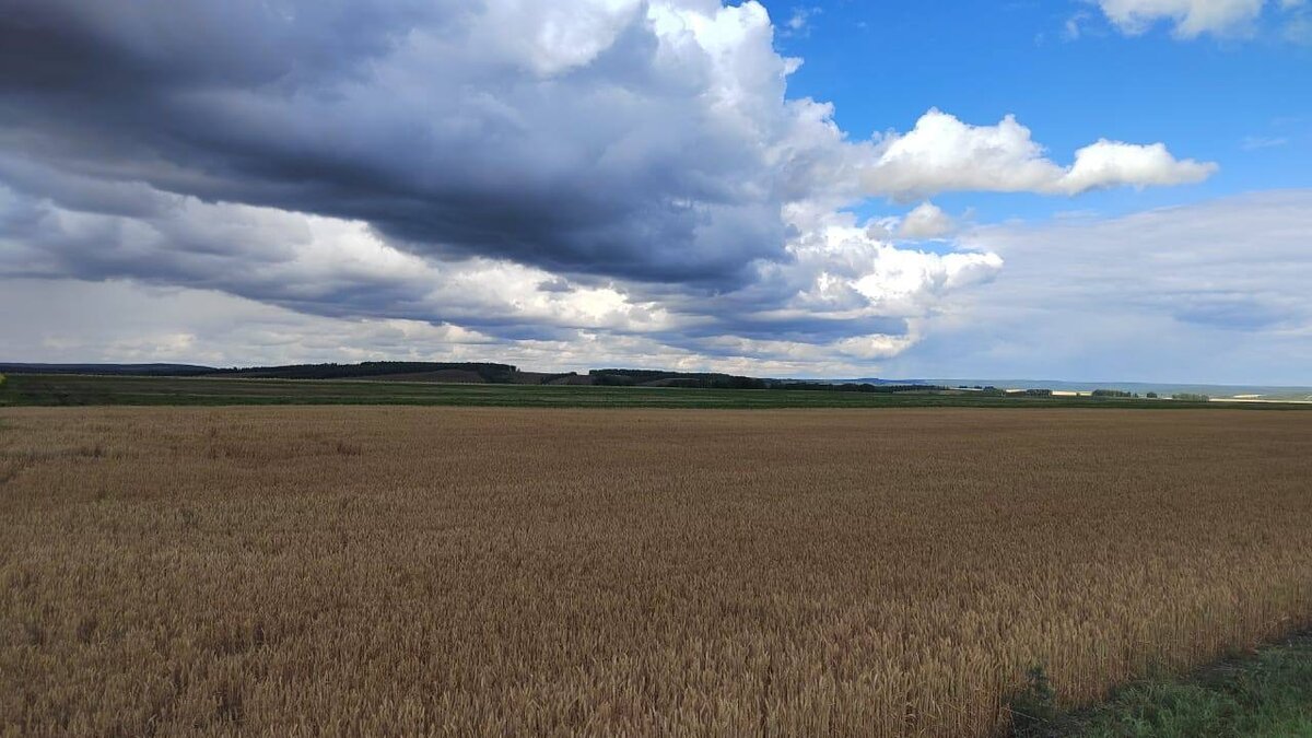     Власти Емельяновского района выдали землю для строительства жилья в чистом поле почти двум тысячам многодетных семей. Суд обязал администрацию исправить это.