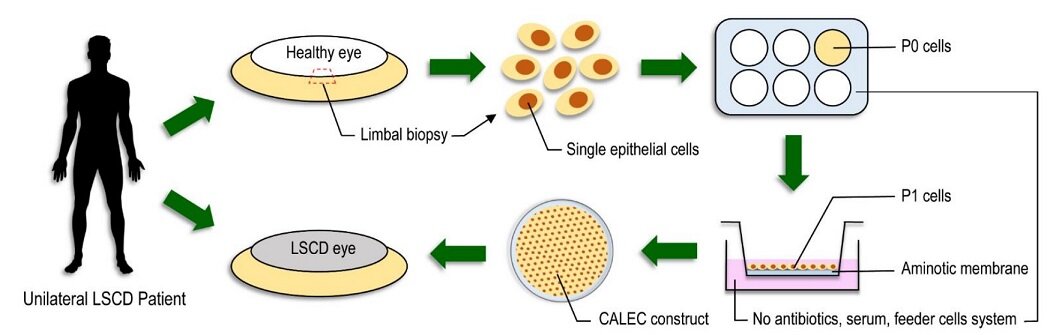   Ula V. Jurkunas et al. / Science Advances, 2023