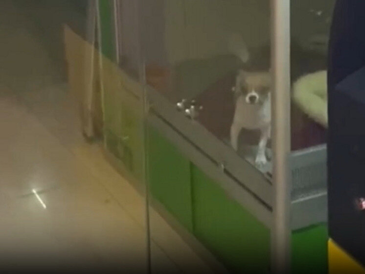     Фото: стоп-кадр видео из соц.сетей