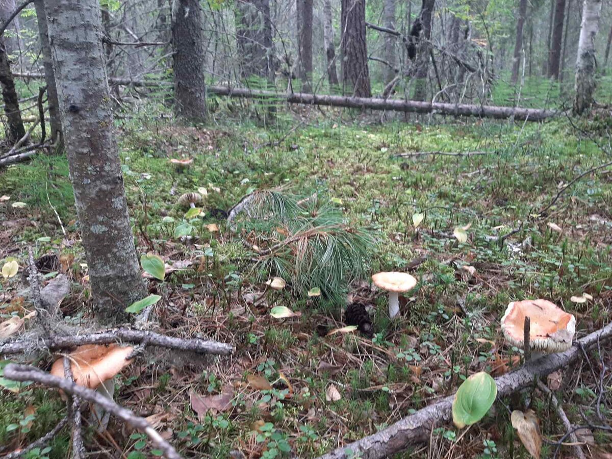 Тайга грибная.