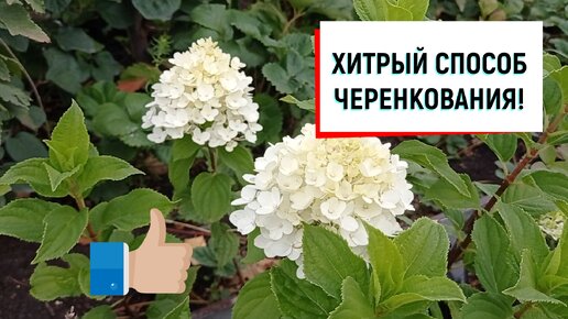 #черенкование ХИТРЫЙ СПОСОБ ЧЕРЕНКОВАНИЯ!#гортензия#какчеренковатьгортензию#легкийспособчеренкования#сорта_гортензии#способчеренкования#чере