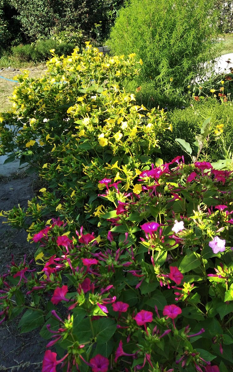 Из смеси вышло больше жёлтых, но красные мне понравились больше, и один розовый он затерялся.