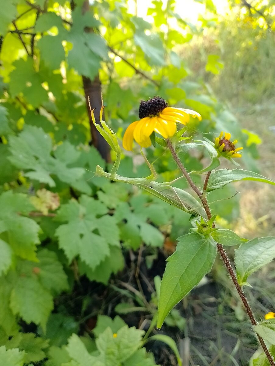 Прощу вас как этот богомол.Умоляю.)))