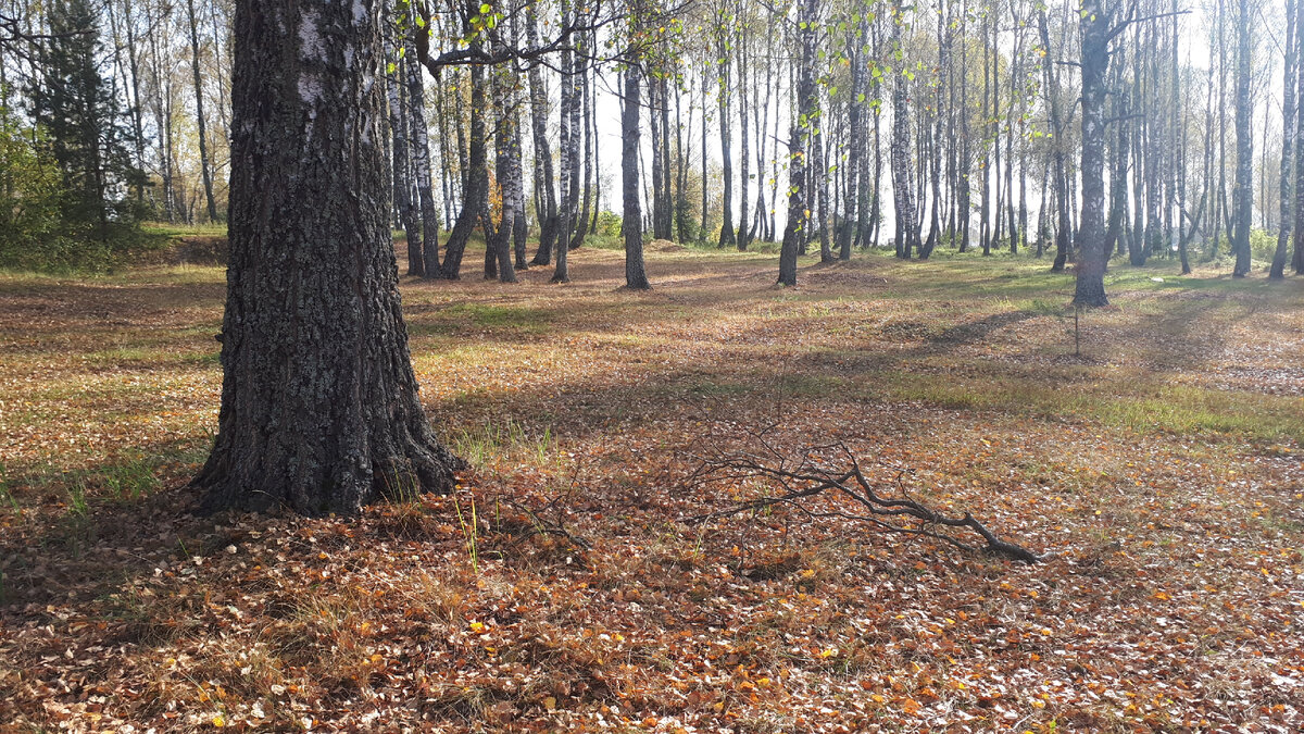 Наш лес. "Лес точно терем расписной, лиловый, золотой, багряный, веселой пестрою стеной стоит над светлою поляной. Березы желтою резьбой блестят в лазури голубой..." И. Бунин