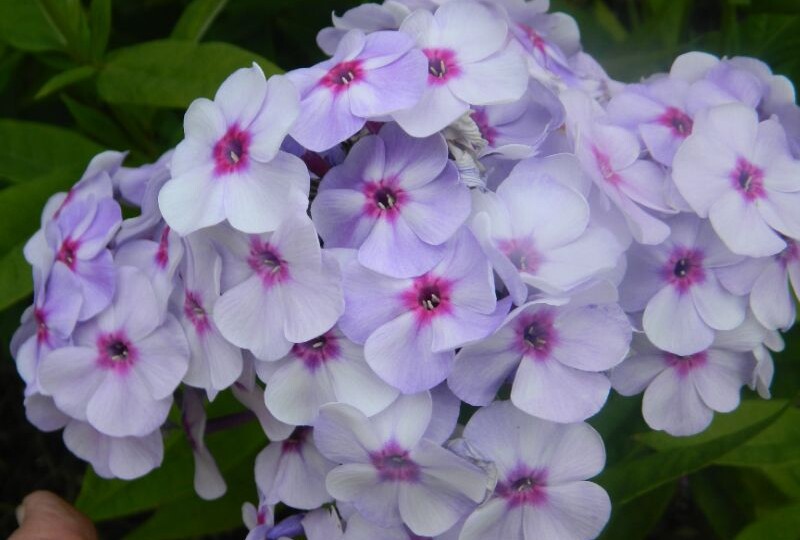 Роскошные флоксы в саду - несколько советов по уходу