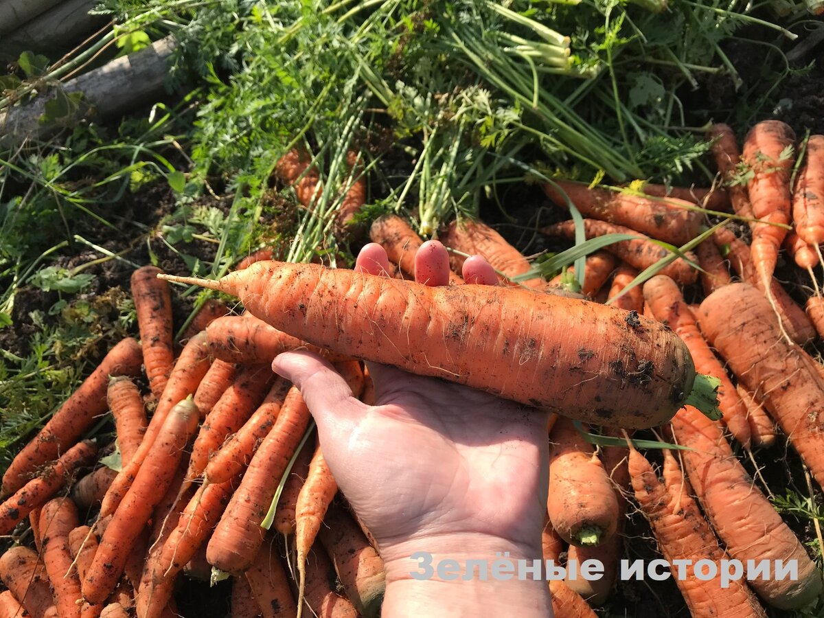 Многие ценную часть моркови выбрасывают, а я готовлю чай полезный и вкусный  | Зелёные истории | Дзен