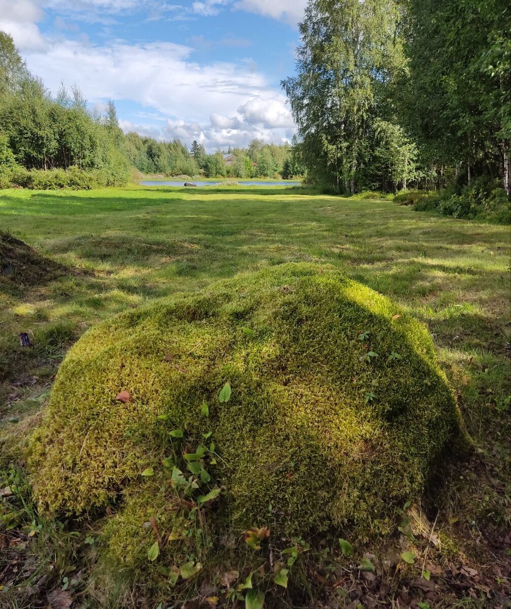 Вот доказательство бурного роста камней, камень красиво укрылся подо мхом