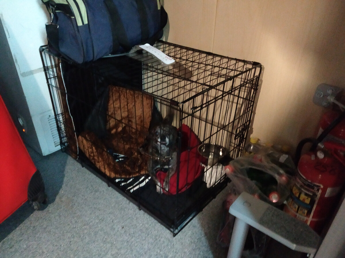 Купе для провоза животных фирменного поезда Москва-Анапа (фото автора публикации)