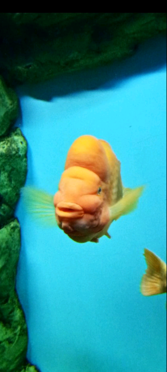 Рыбка в океанариуме. 