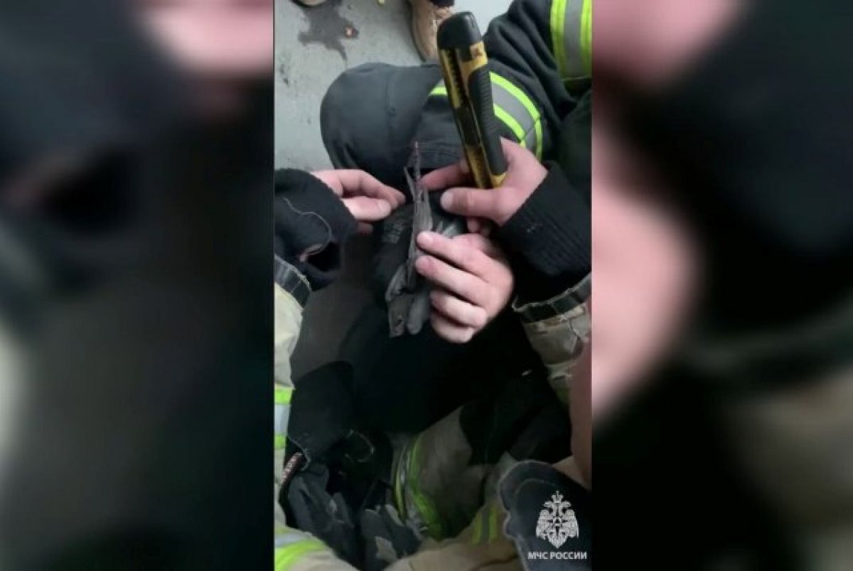    Сотрудники МЧС в Челябинске спасли стрижа, запутавшегося в леске