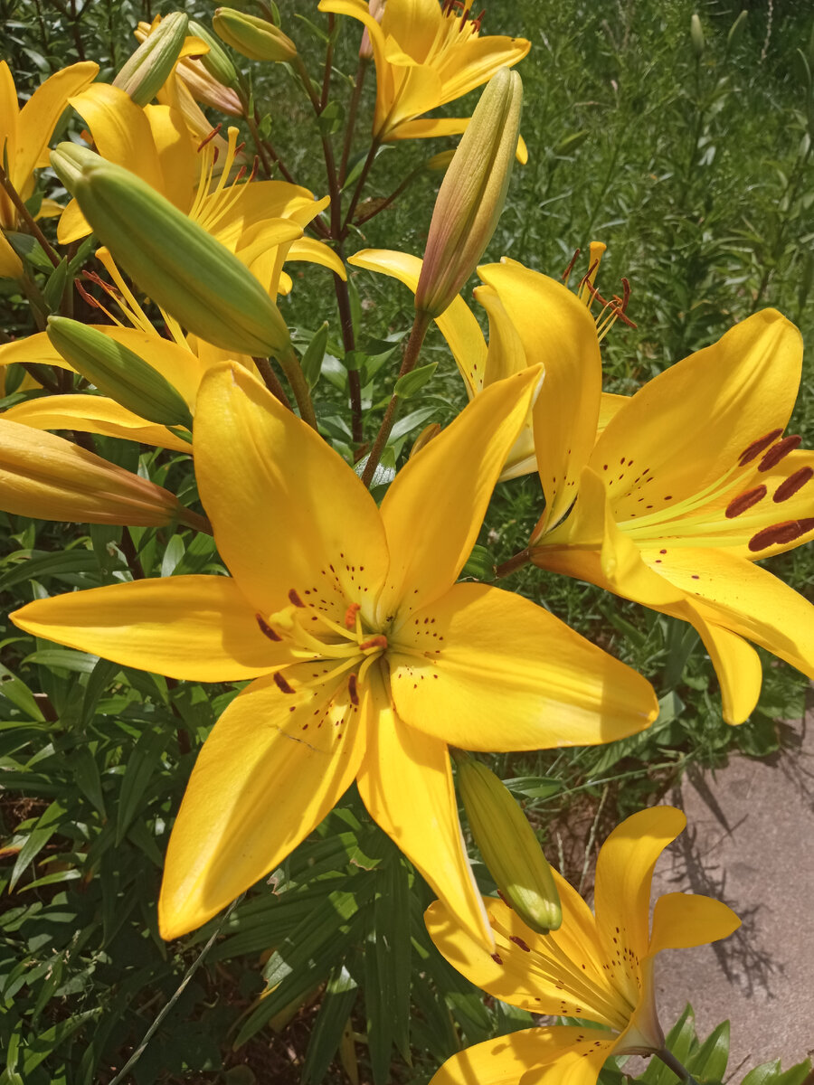 Желтые лилии в родительском саду