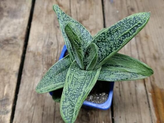   Se le tue orchidee, viole e altre piante capricciose non attecchiscono, non preoccuparti. Queste magnifiche piante possono sopravvivere a tutti noi.-4