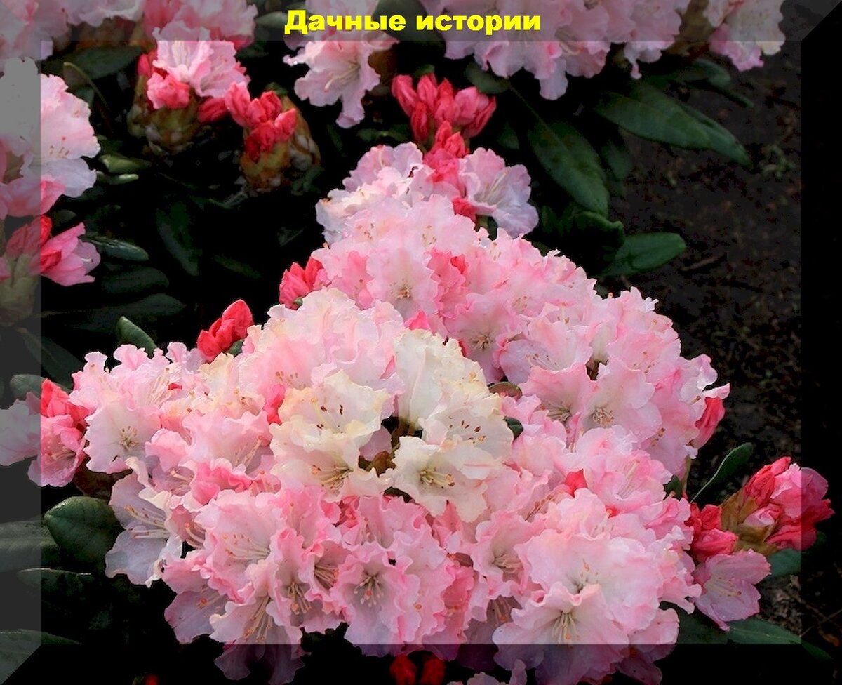 https://vk.com/photo-159774511_457261082