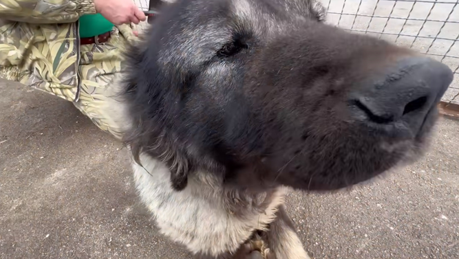 Из многострадального Донецкого зоопарка недавно привезли кавказскую овчарку. Собака была в плохом состоянии: крайне напугана военными событиями, шерсть свалялась, проблемы со здоровьем.-7