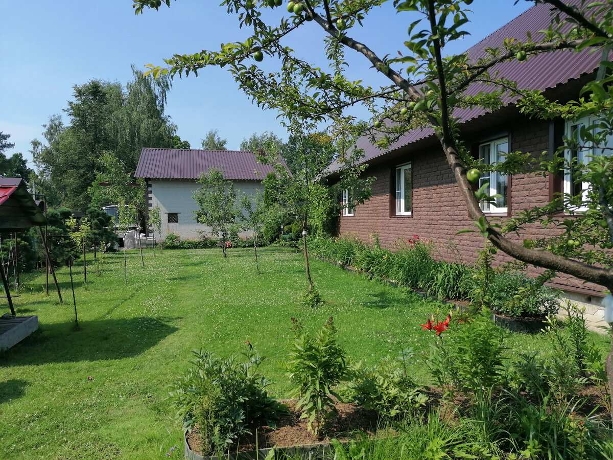 Лужайка с клевером перед окном на нашей даче. Лето 2023. Фото автора @МашаГенералова