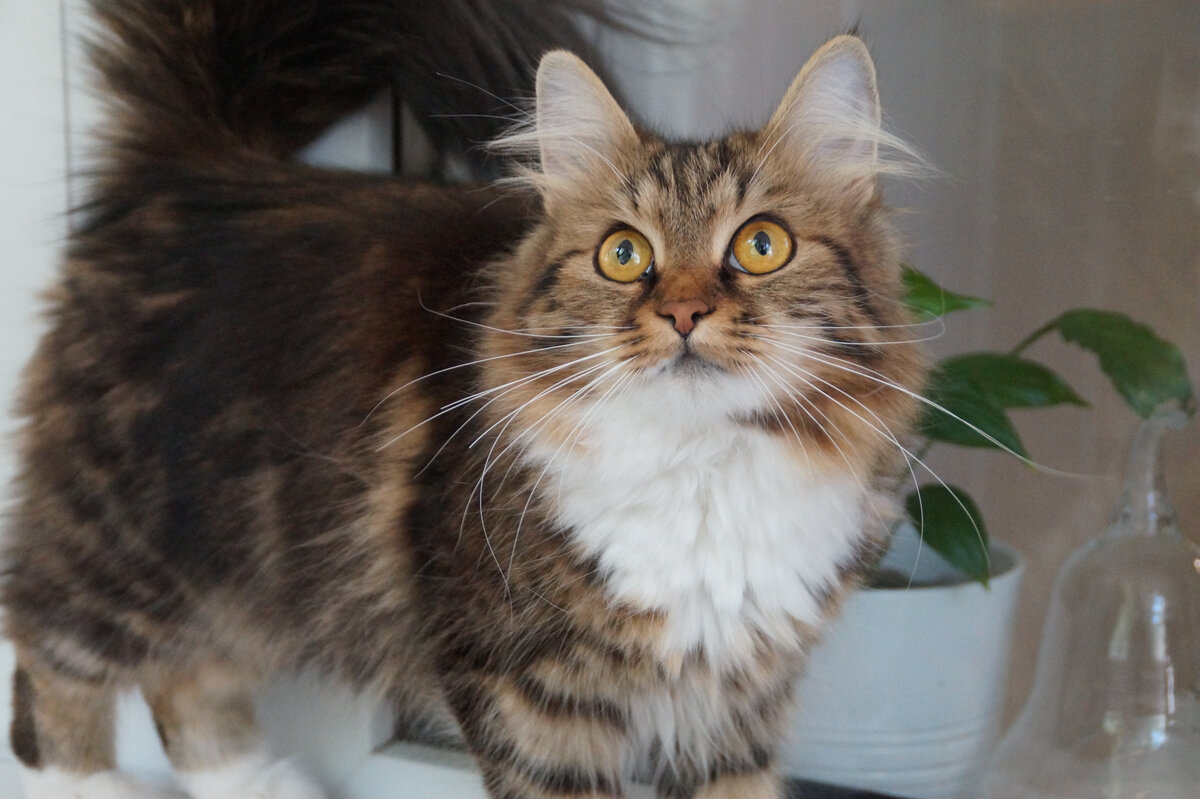 Ишь, понаехали тут, молодые, пушистые! (Это Белль)