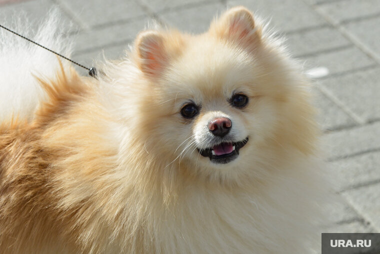    Шпиц бежал за машиной и падал, сообщают очевидцы