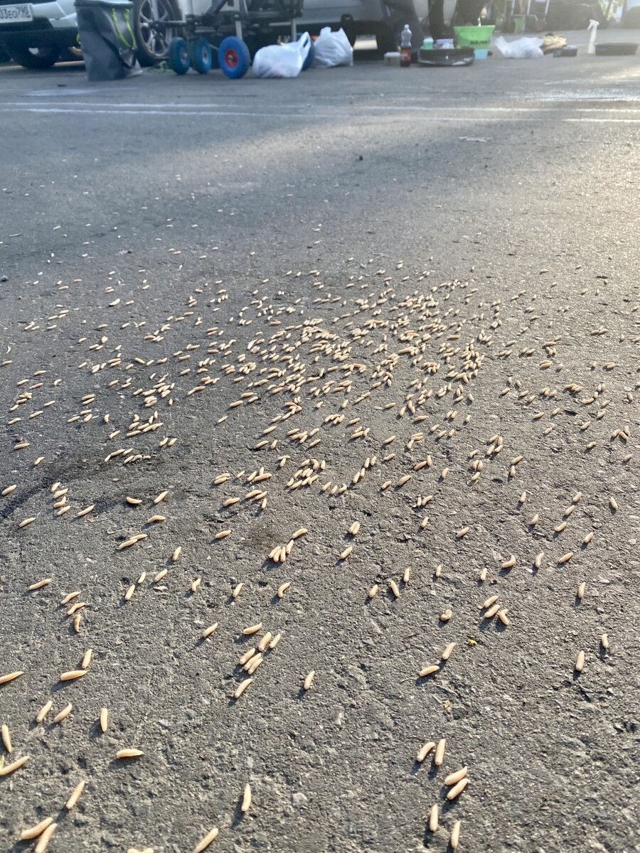 Побег опарыша