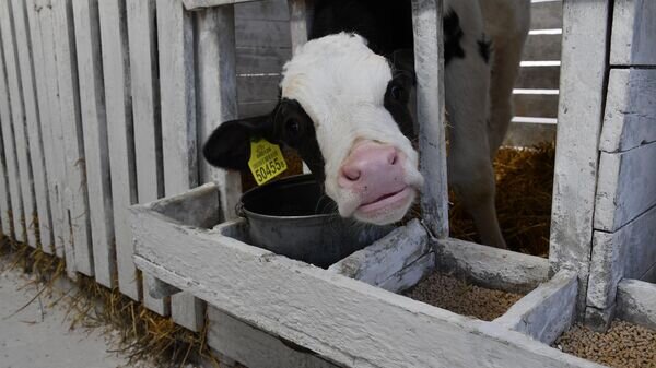    © Sputnik / Виктор Толочко