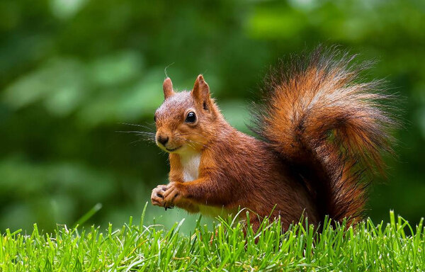 Древнеславянский гороскоп: как узнать своего духа-покровителя. Тотемный зверь Белка — ловкое и проворное животное. Фото © Shutterstock