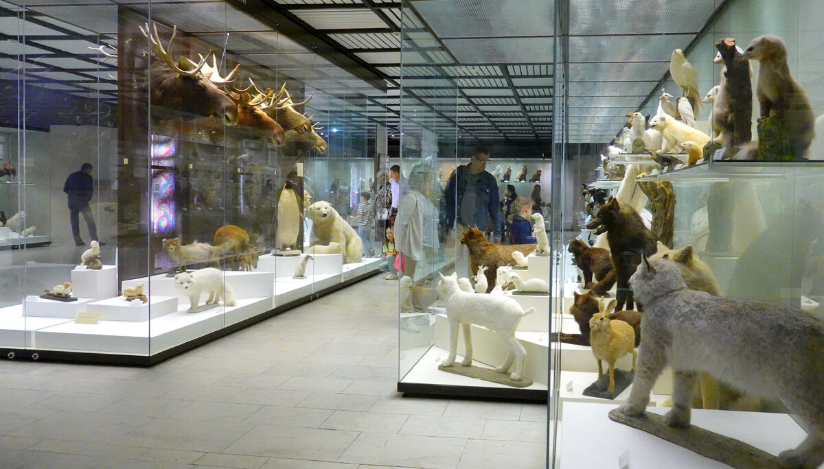 Зал с альбиносами