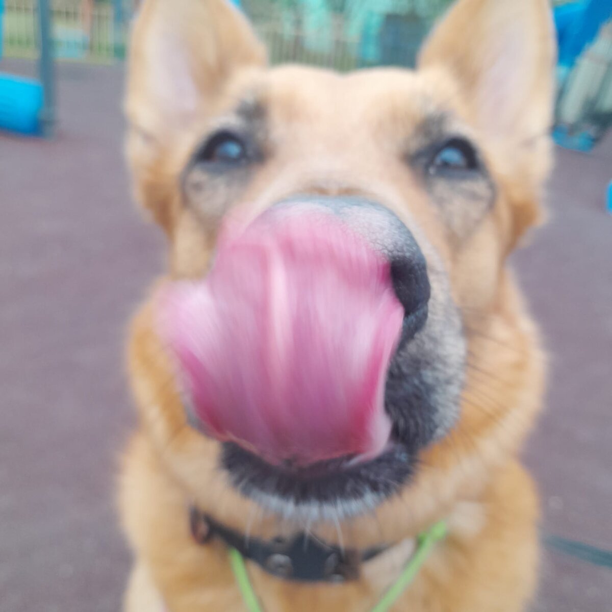 Когда-то мы твёрдо решили, что возьмём собаку из приюта. Жизнь распорядилась немного иначе, но суть от этого не изменилась, мы взяли щенка с улицы. 