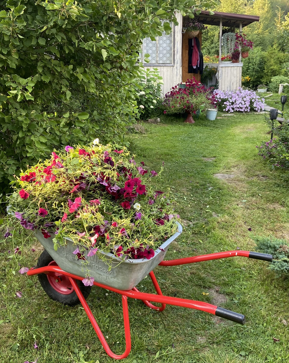 Тачка цветов после кардинальной стрижки