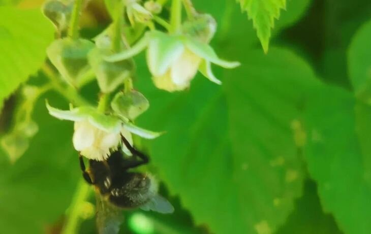    Нужно ли удобрять малину во время плодоношения и чем