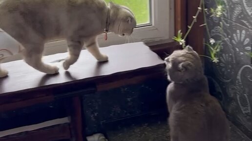 Киса- Нарцисса???? | Нарциссочка после долгой разлуки, видимо не особо по ...