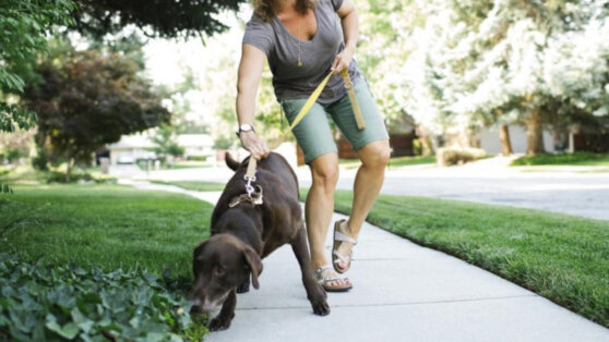    Кинолог объяснил, как отучить собаку подбирать еду на улице Ксения Пудовкина