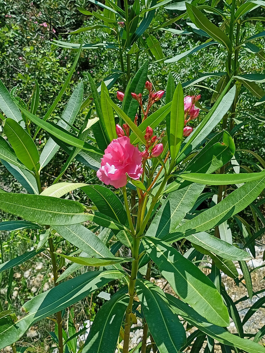 Ц͟в͟е͟т͟о͟ч͟е͟к͟