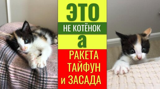 🚀 Это ракета, тайфун и засада в одном лице! 🐱 Котёнок, которого принесла с прогулки Татьяна оказался...