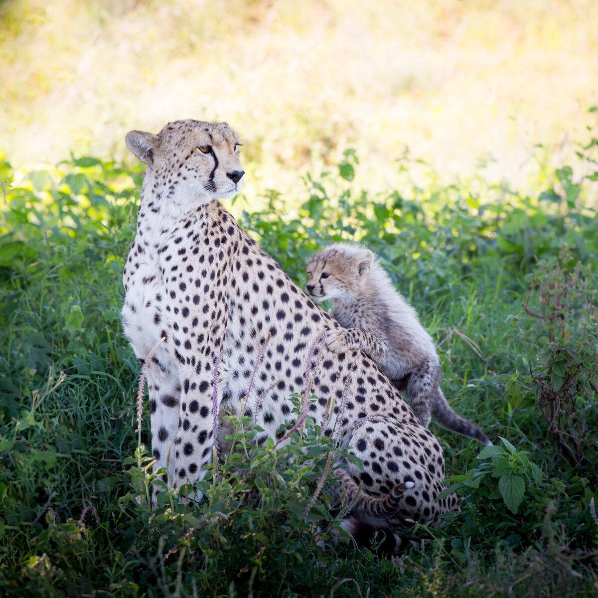 Гепард - альбинос
