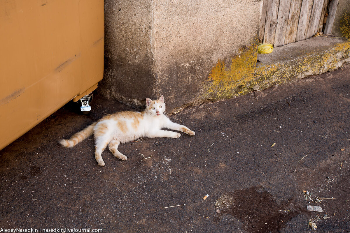 В России всё хорошо, а в Европе разруха | NASEDKIN | Дзен