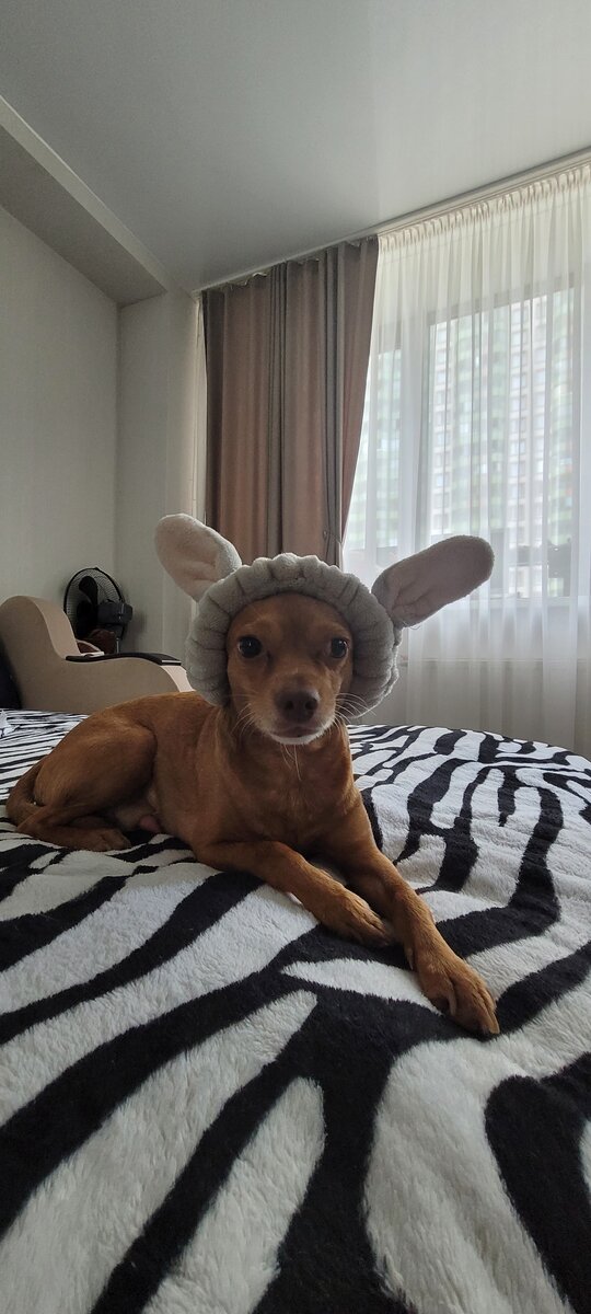 Русский той . Фото сделано владельцем канала. 