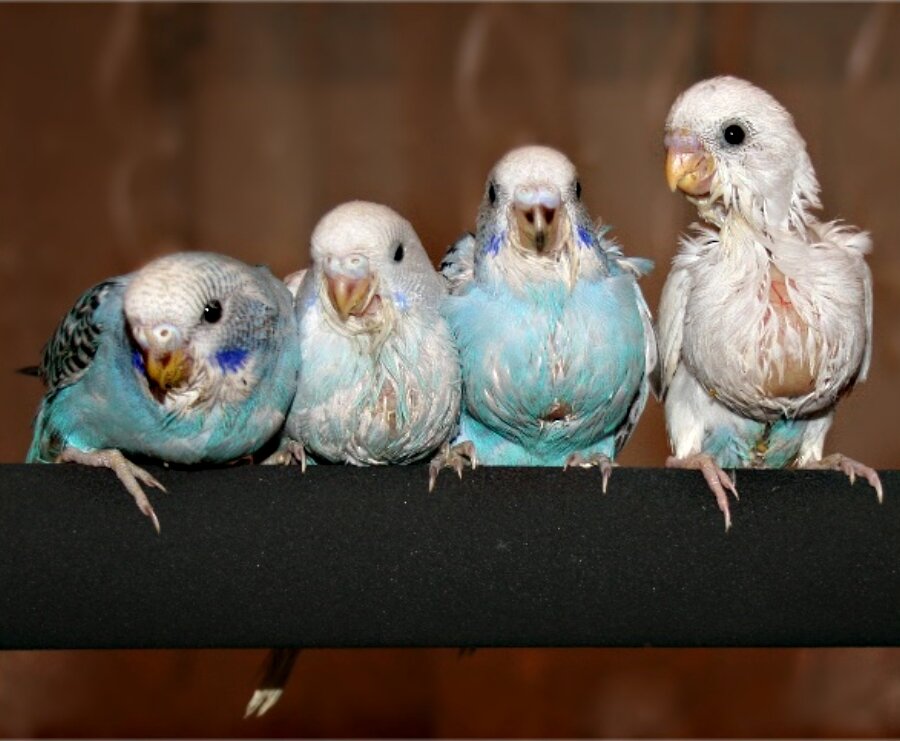 Птенцы после сытного обеда. Возраст птенцов 27 дней.