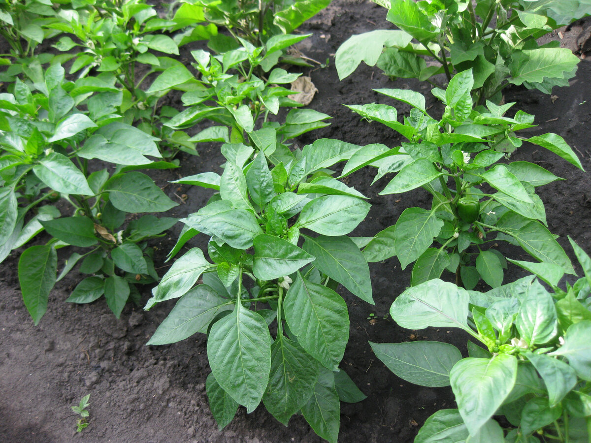 Кусты болгарского перца из семян перца, купленного в магазине 