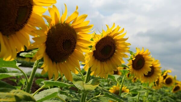    © Sputnik / Виталий Тимкив