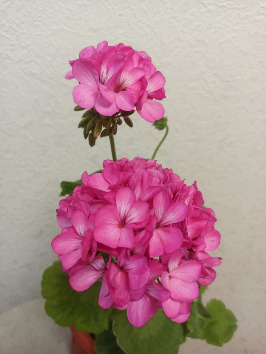 Где герани 2. Пеларгония Martha. Pink Geranium пеларгония. Герань 2. Мерлизтеюн 2 пеларгония.