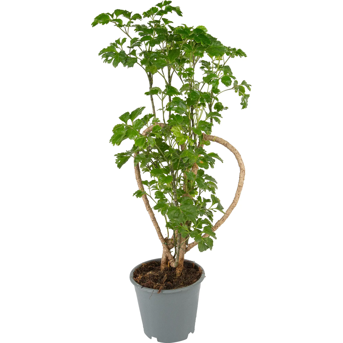 Выглядит как сошедшая с ума герань))