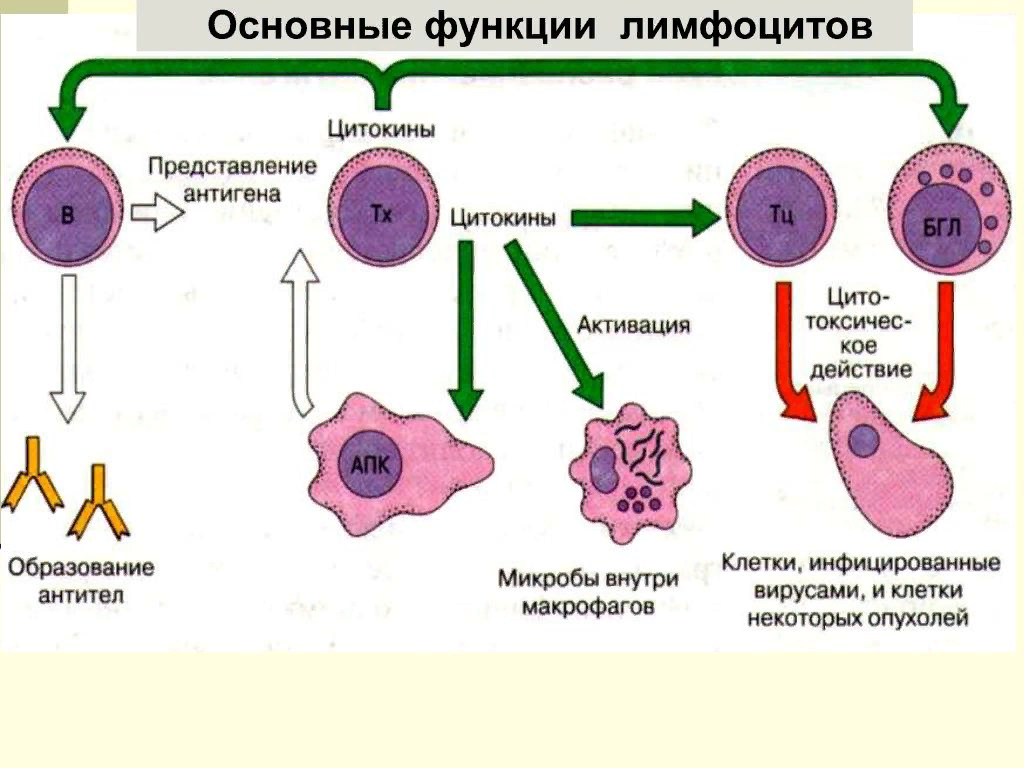 Основной функциональной. Т-лимфоциты основные типы и функции. Типы т лимфоцитов. 1. Лимфоциты и их функции. Основными типами лимфоцитов являются.