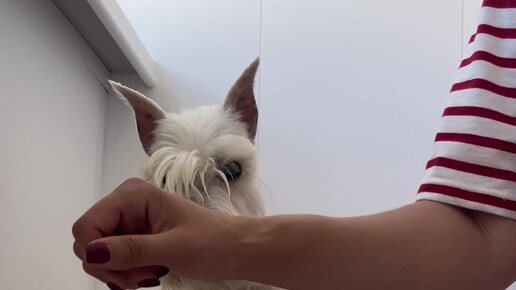 Цвергшнауцер Энигма | Гулять в такую жару невозможно, а вот разучивать ...