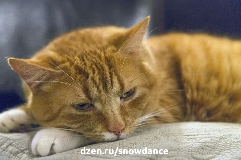 Бывают ли у кошек головные боли?