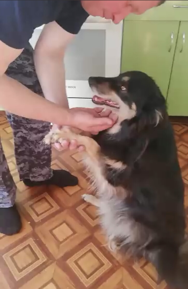  Эта необыкновенная история началась в Курске. Я узнала, что в пустой квартире, в полном одиночестве живёт собачка - инвалид на трех лапках. Зовут ее Диночка.-2