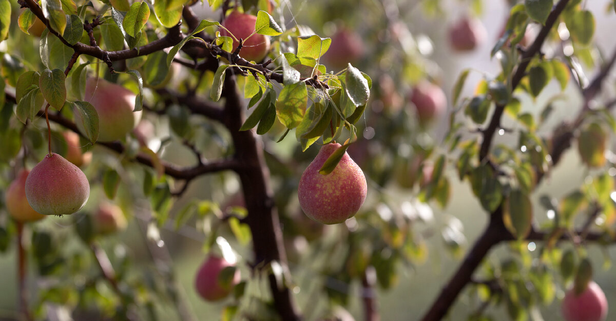 Груша и яблоня на одном дереве фото