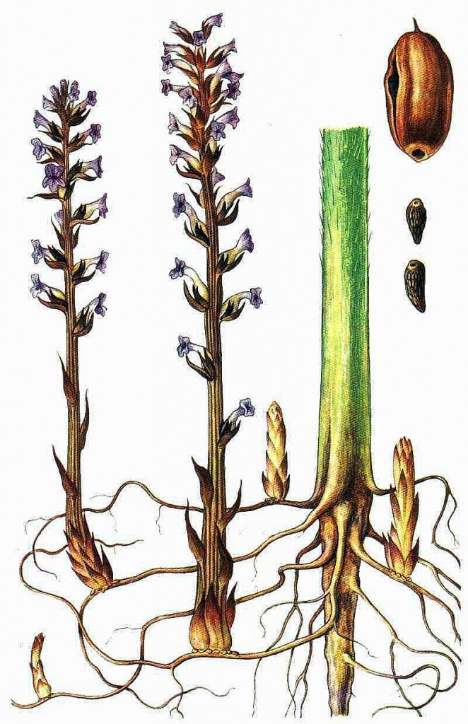 Заразиха. Фото с сайта https://pokayadoma.ru/foto/zaraziha-vetvistaya-pokrytosemennoe-ili-golosemennoe.html