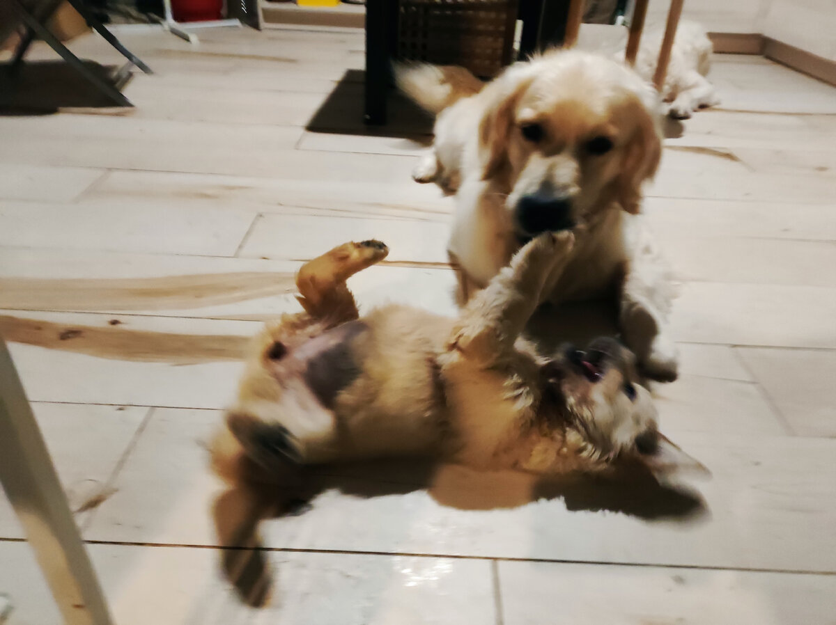 Дина играет с Петрушей